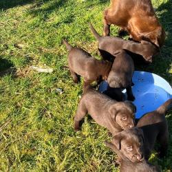 Labrador vo Resen