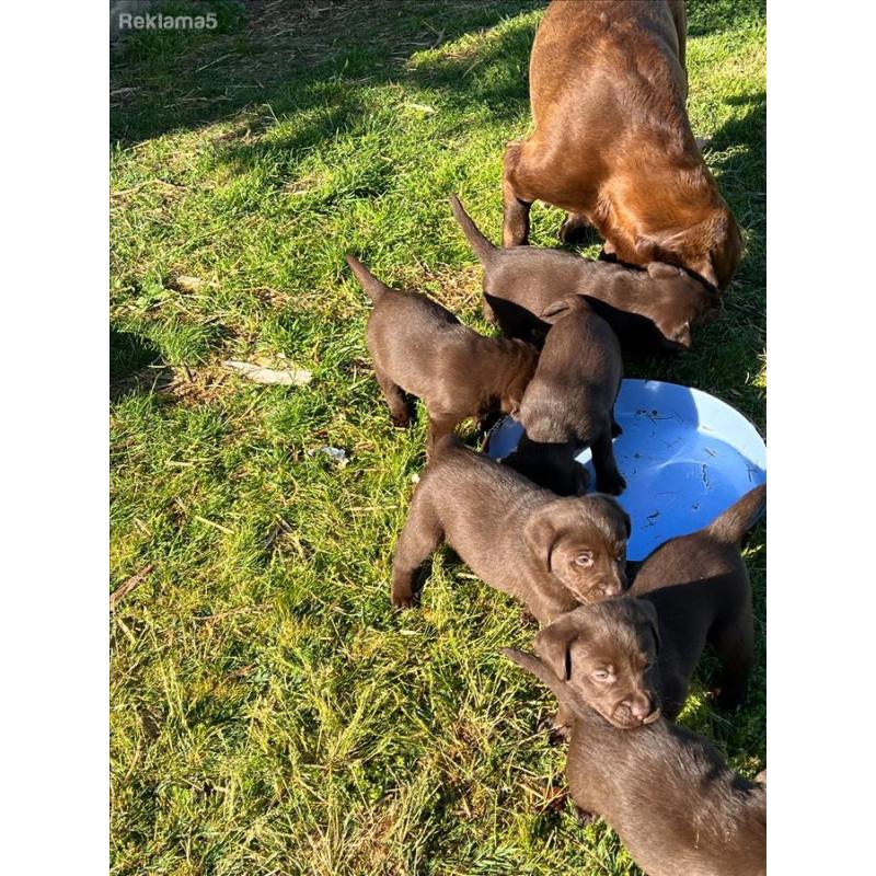 Labrador vo Resen