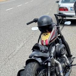 HARLEY DAVIDSON XL 1200 bobber