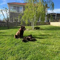 Labrador vo Resen
