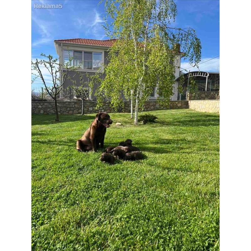 Labrador vo Resen
